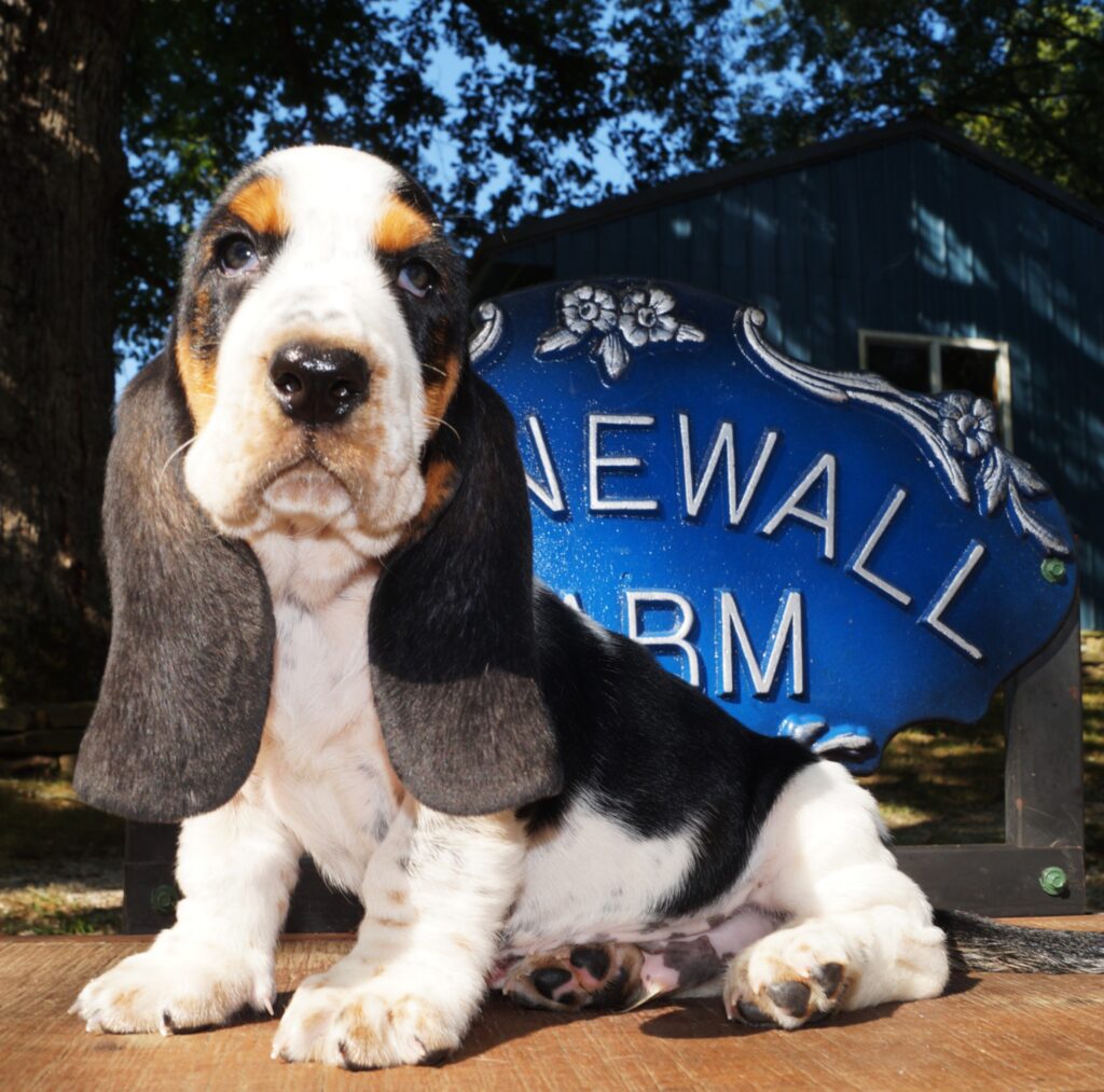 Basset Puppies 30