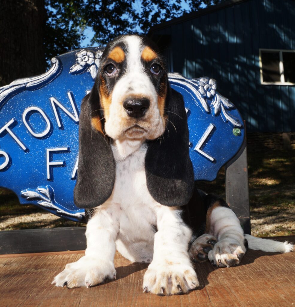 Basset Puppies 8