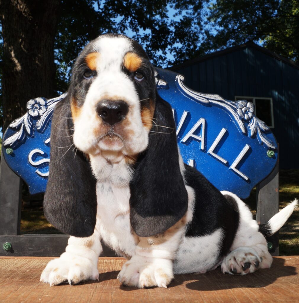 Basset Puppies 26