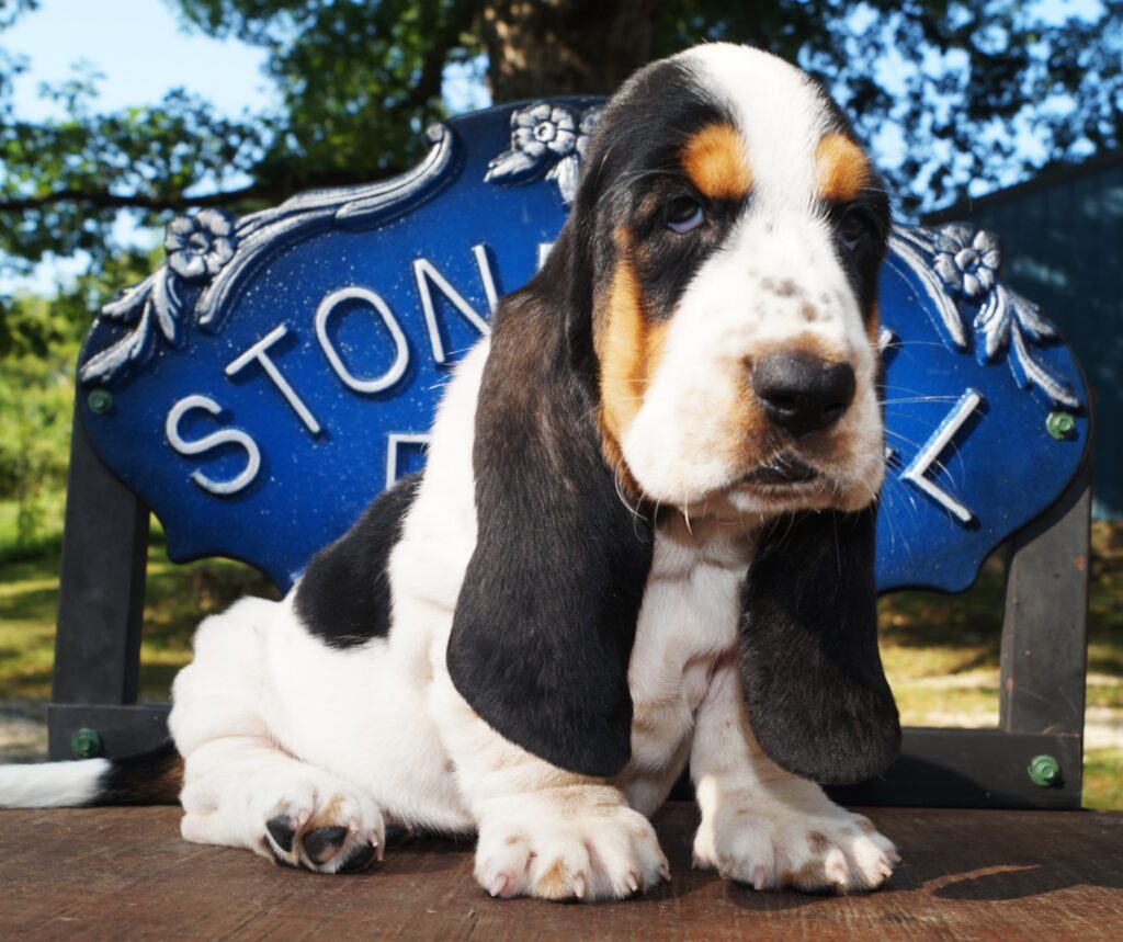 Basset Puppies 9