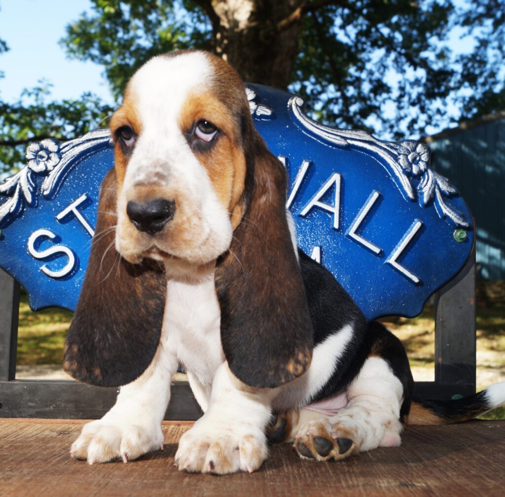 Basset Puppies 42