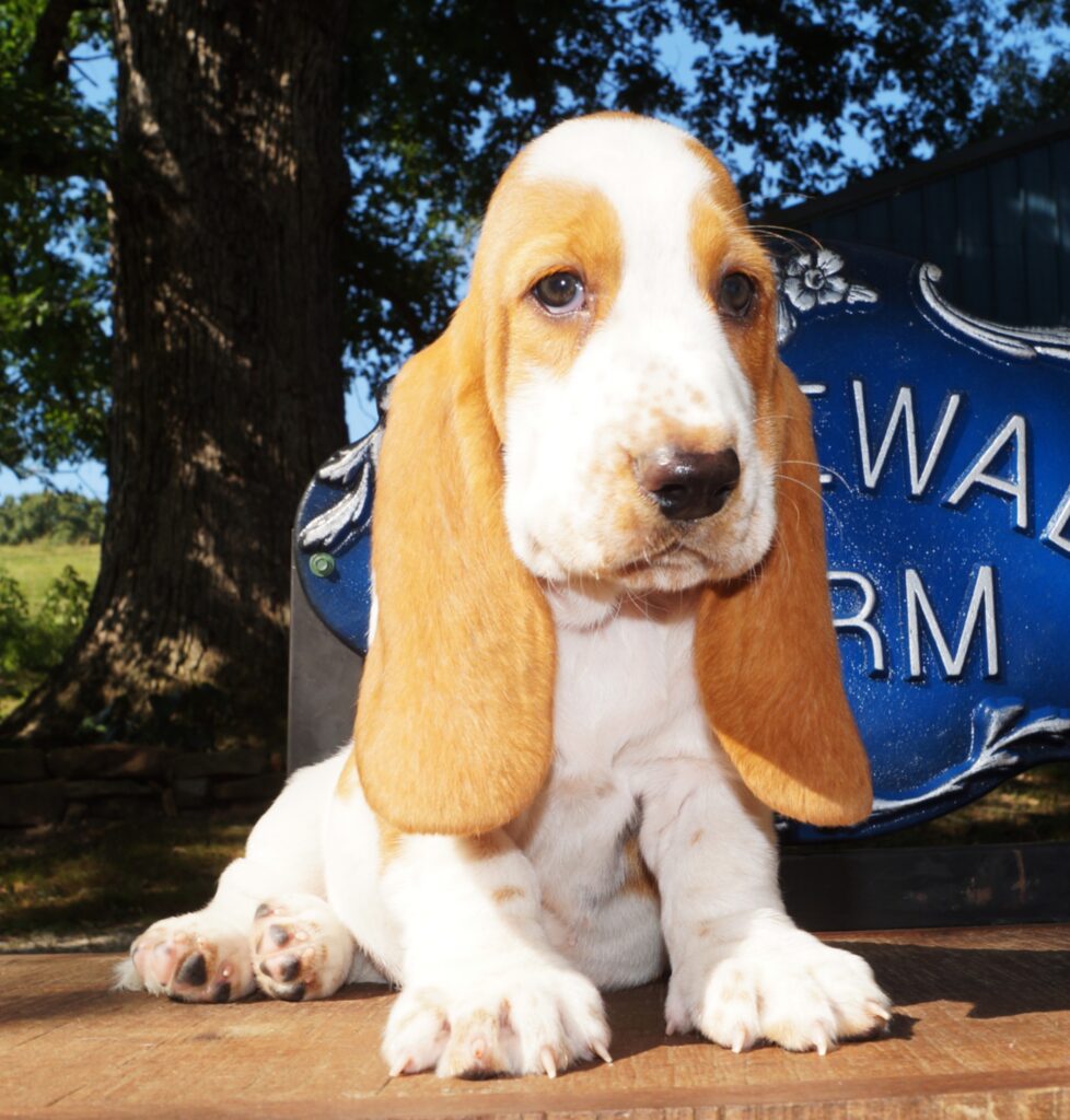 Basset Puppies 3