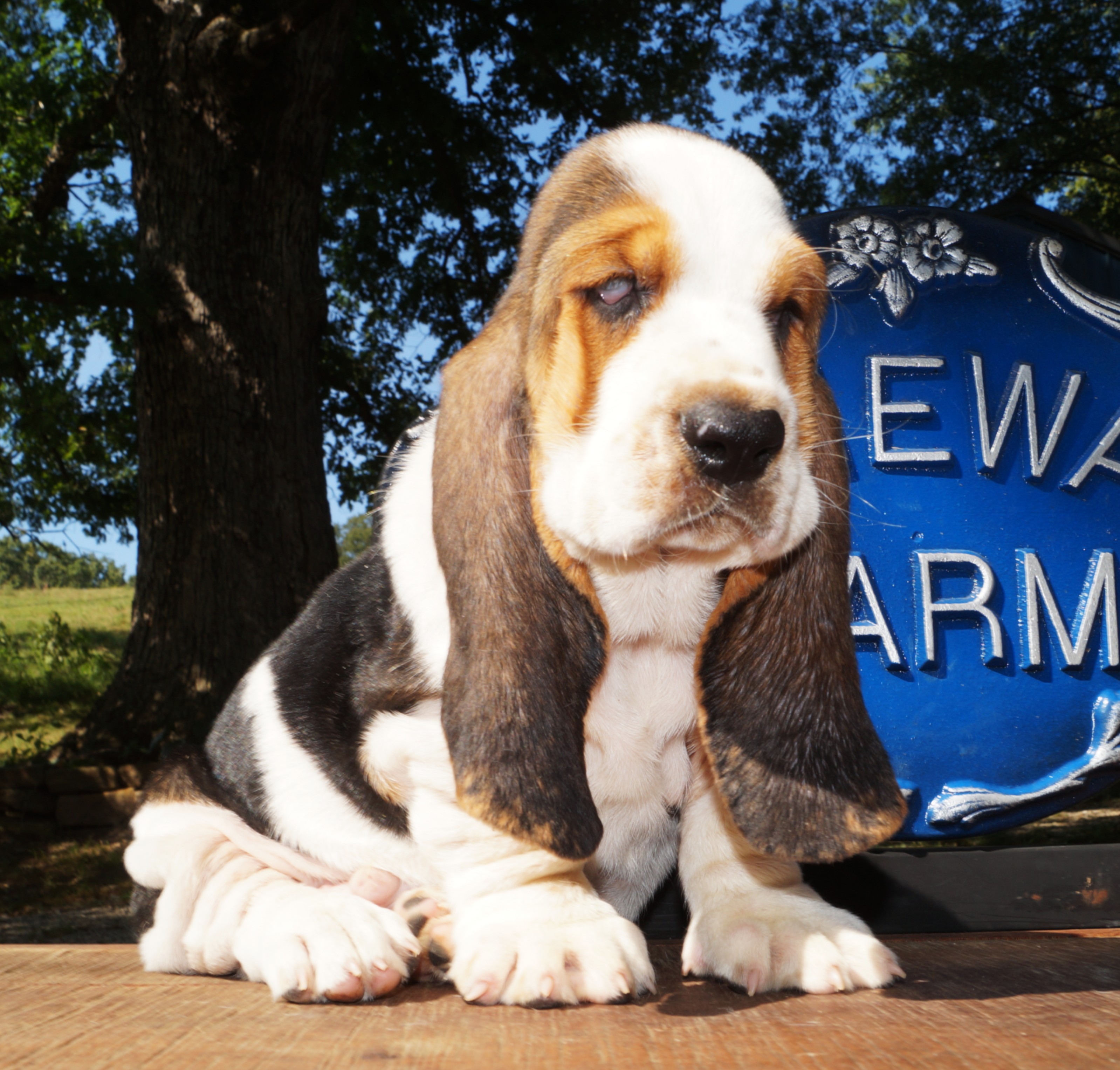 Basset Puppies 28