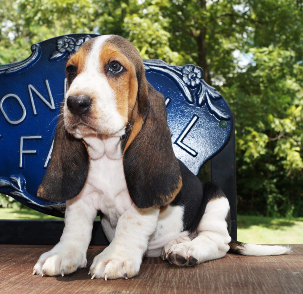 Basset Puppies 11