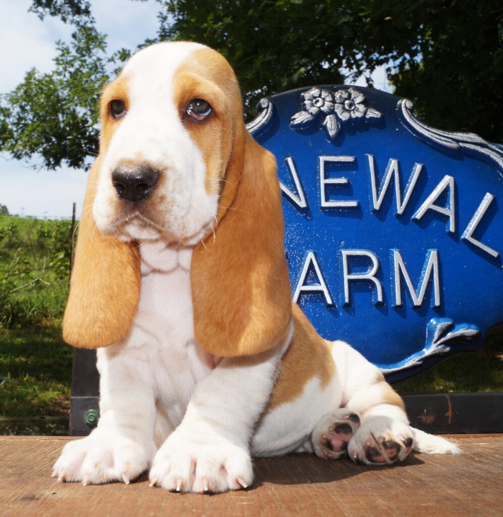 Basset Puppies 23