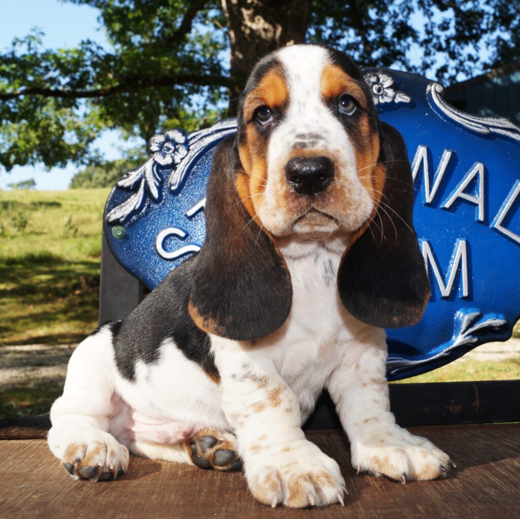 Basset Puppies 43