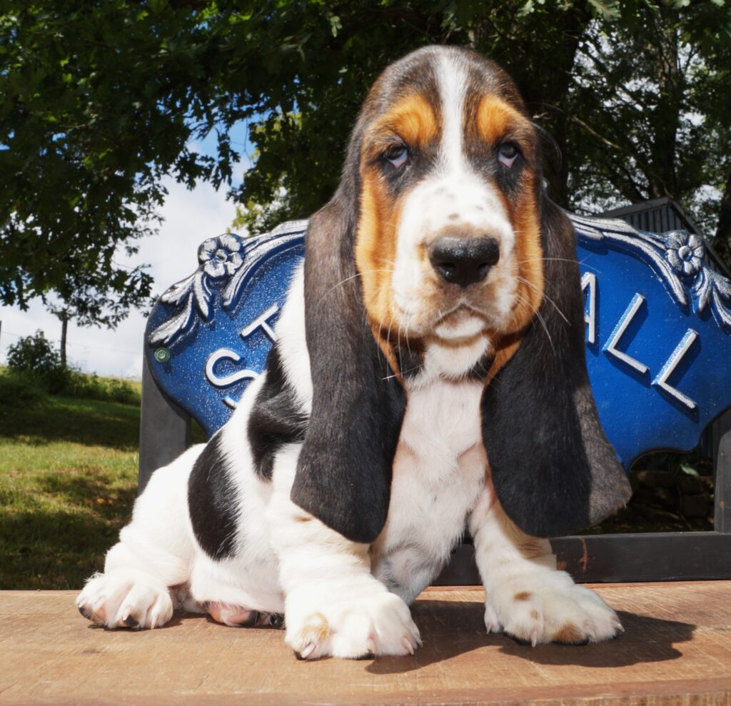 Basset Puppies 22