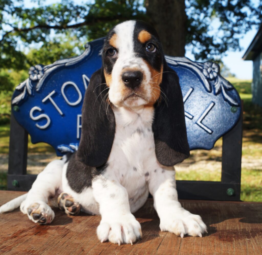 Basset Puppies 31
