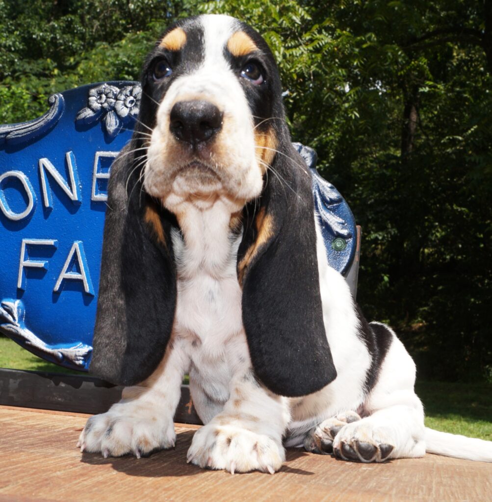 Basset Puppies 37