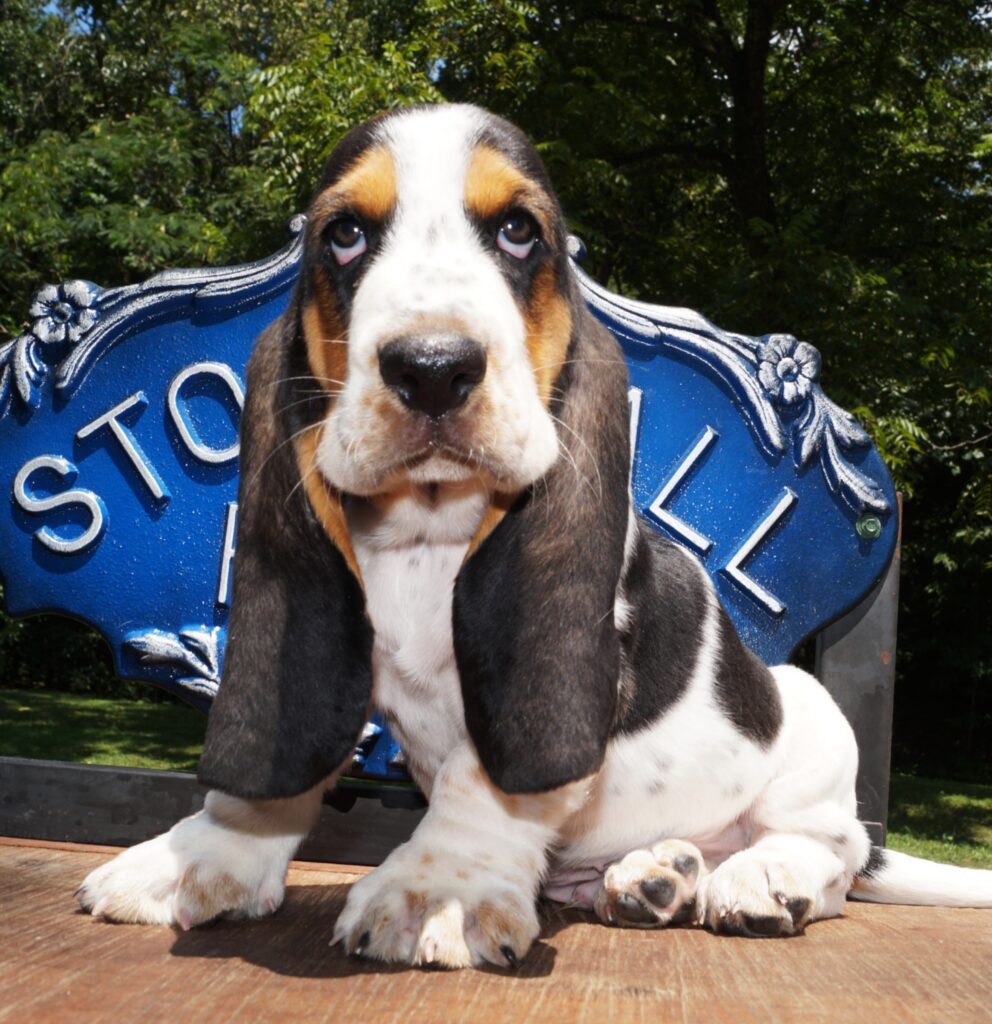 Basset Puppies 33