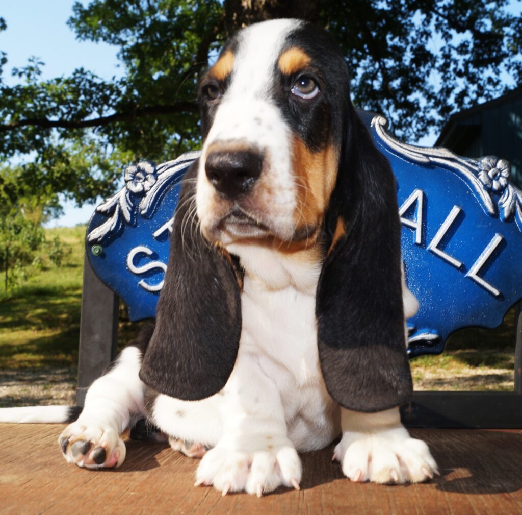 Basset Puppies 38