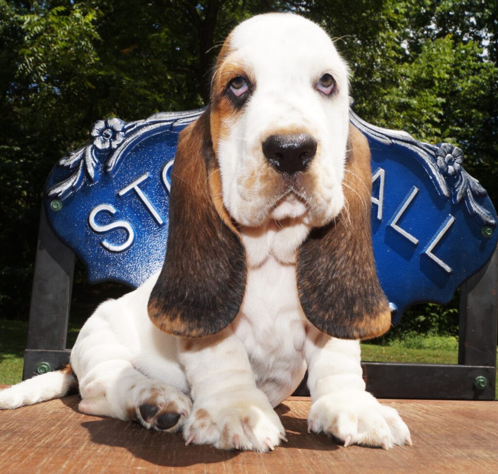 Basset Puppies 24
