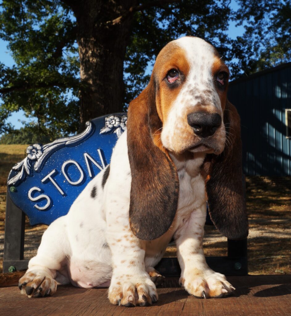 Basset Puppies 19