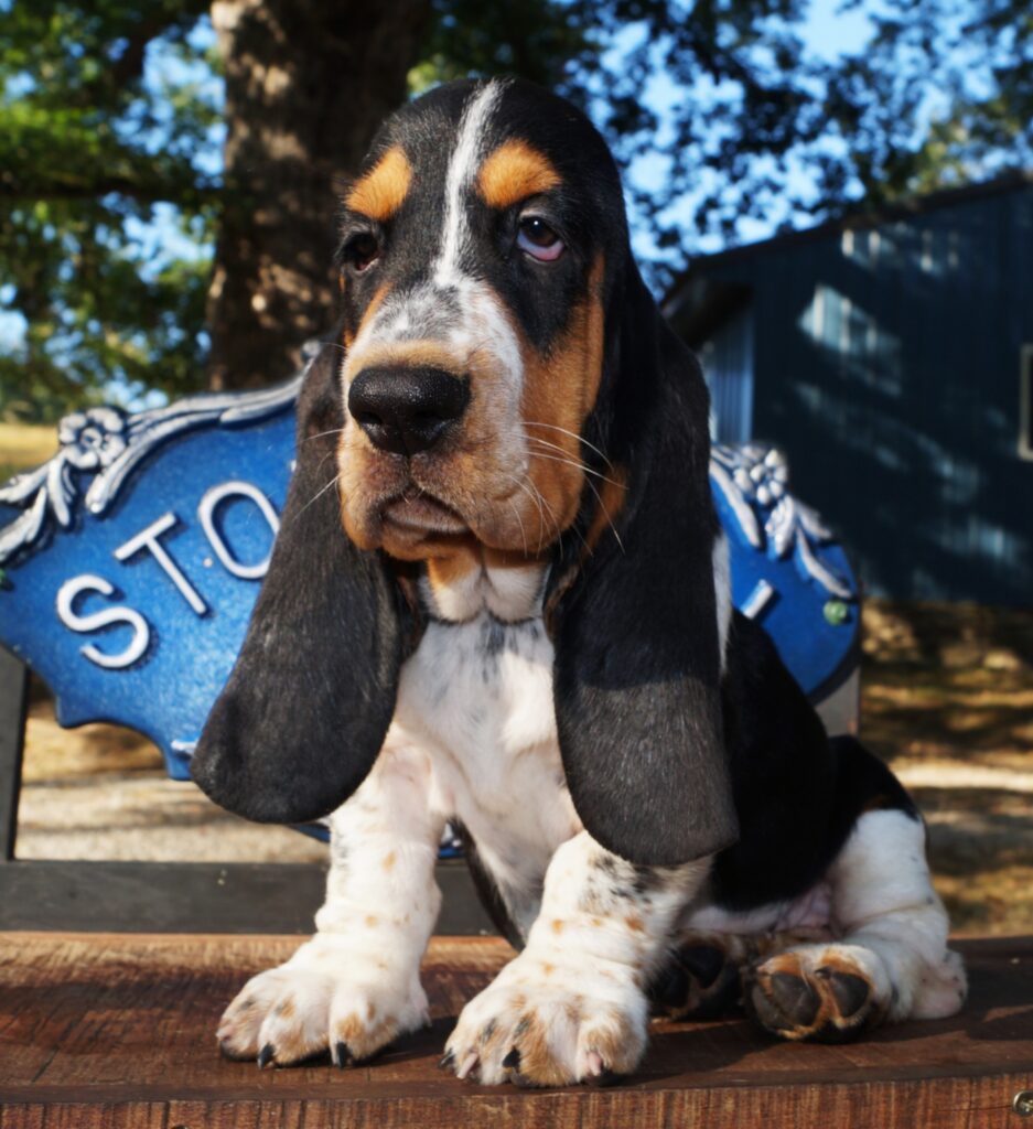 Basset Puppies 4