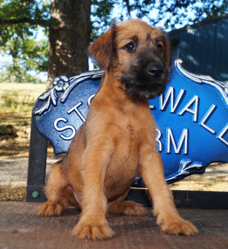 Irish Terriers 2