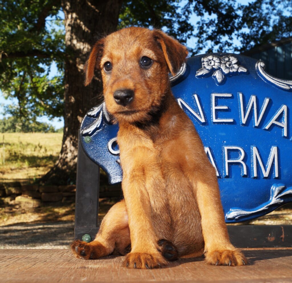 Irish Terriers 3