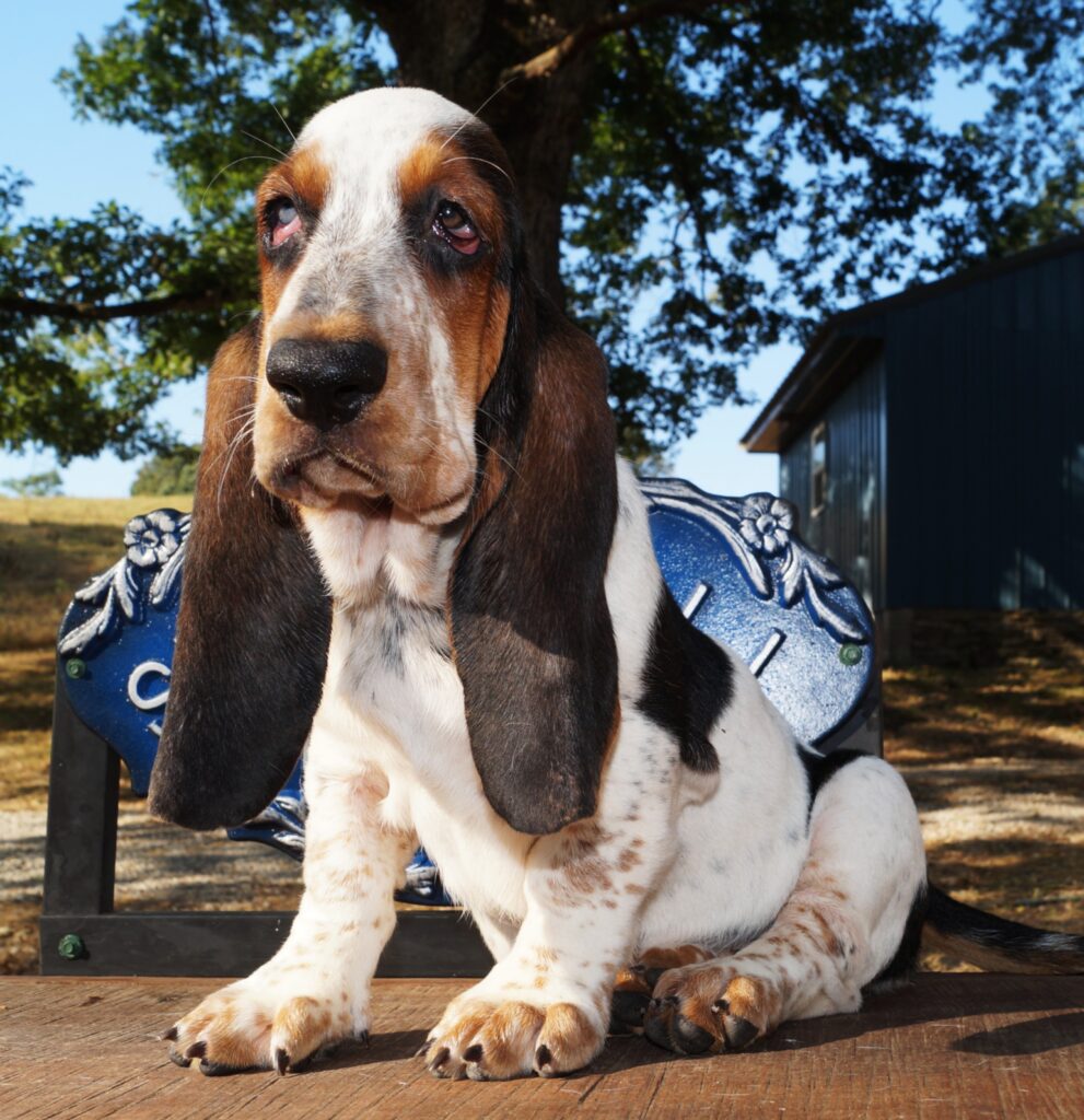 Basset Puppies 30