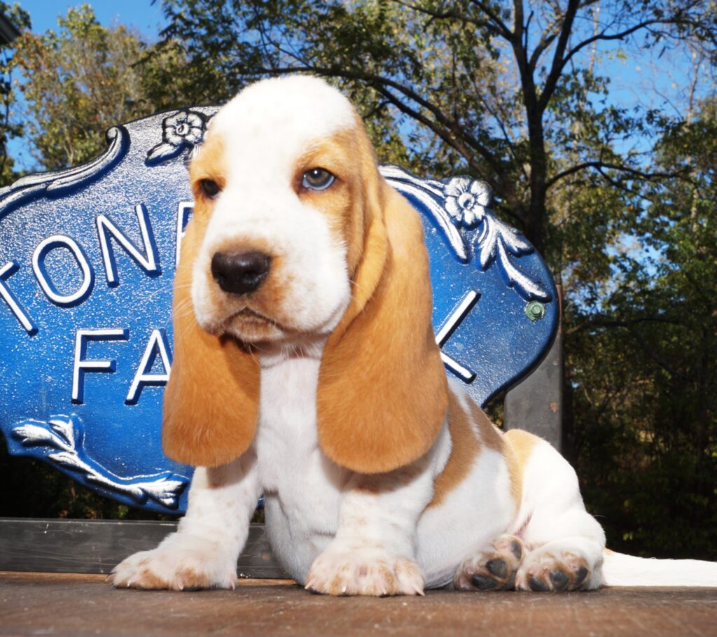 Basset Puppies 4