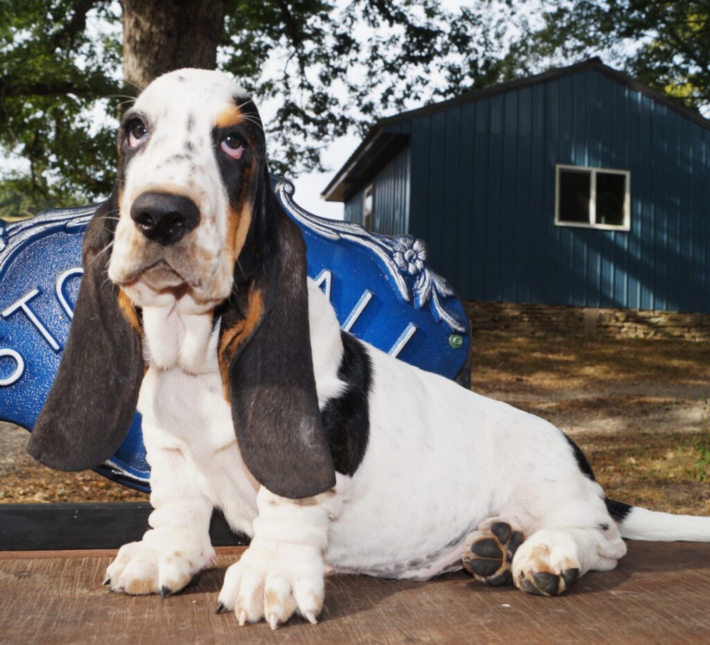 Basset Puppies 24