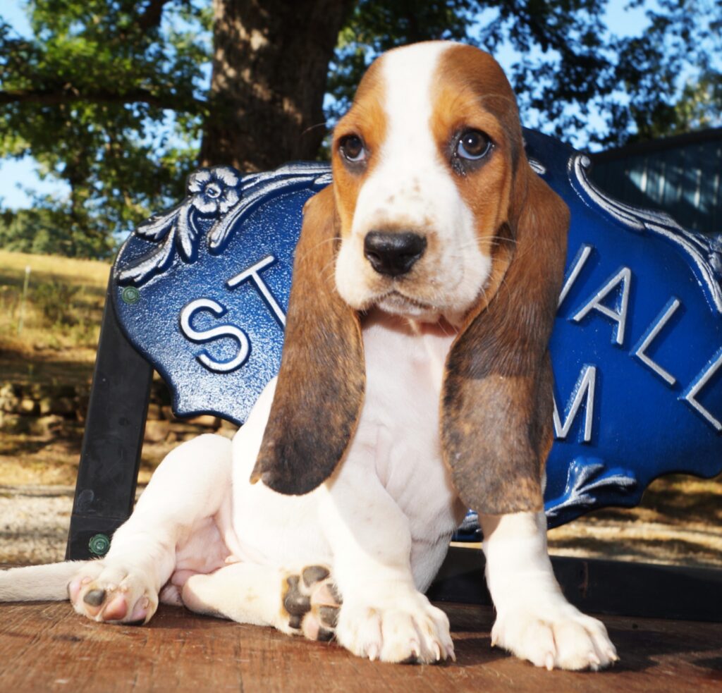 Basset Puppies 24