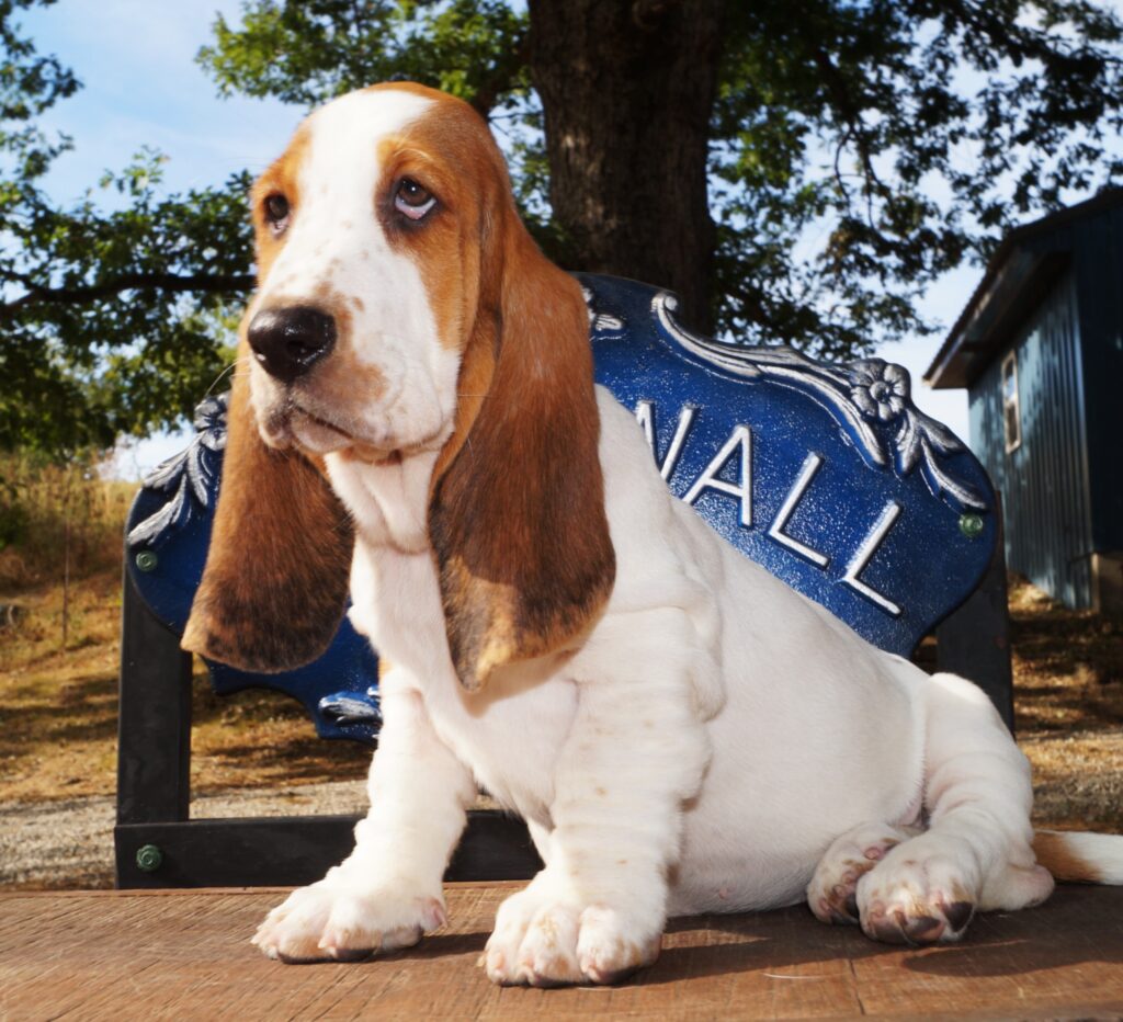 Basset Puppies 11