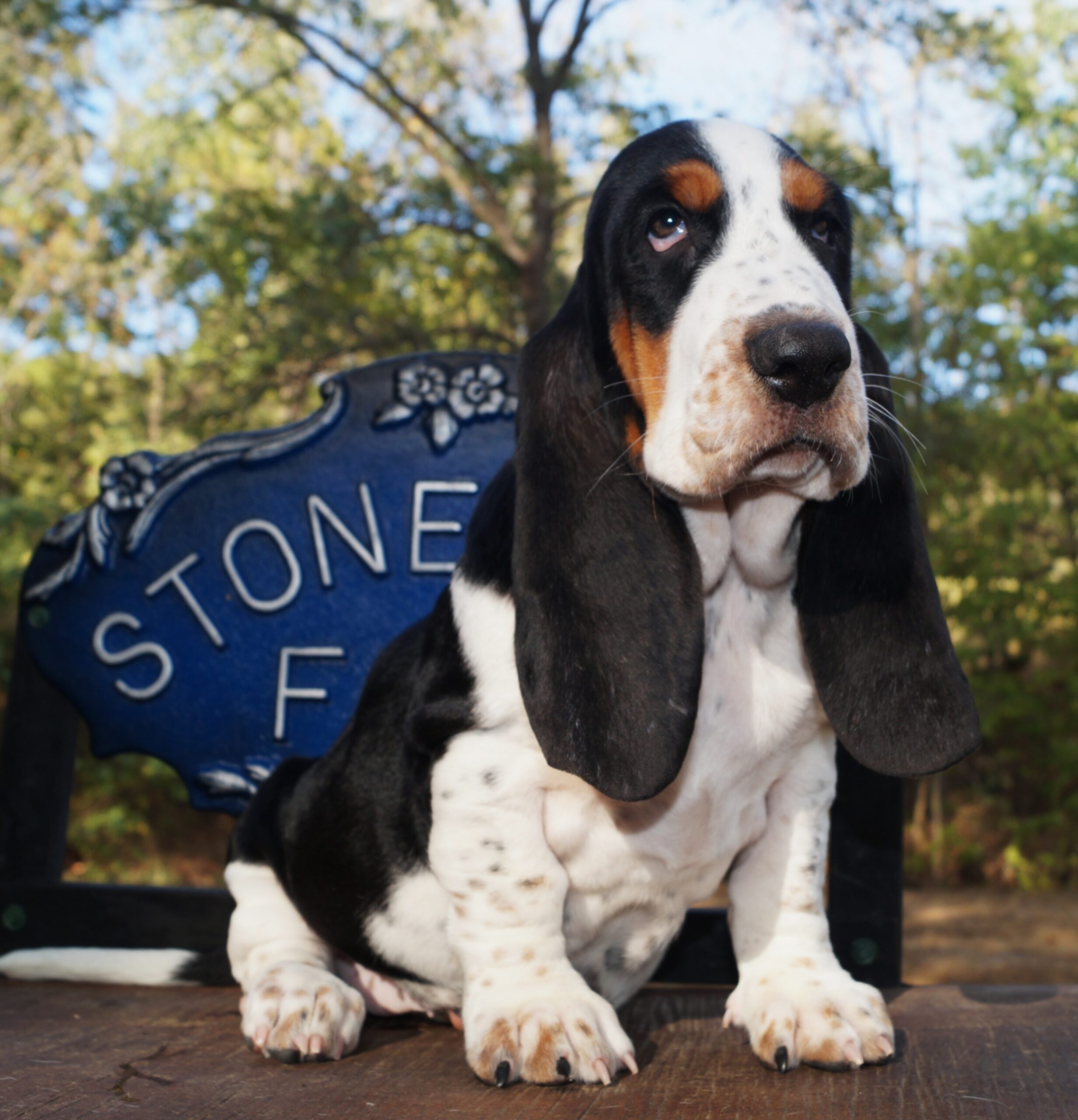 Basset Puppies 28