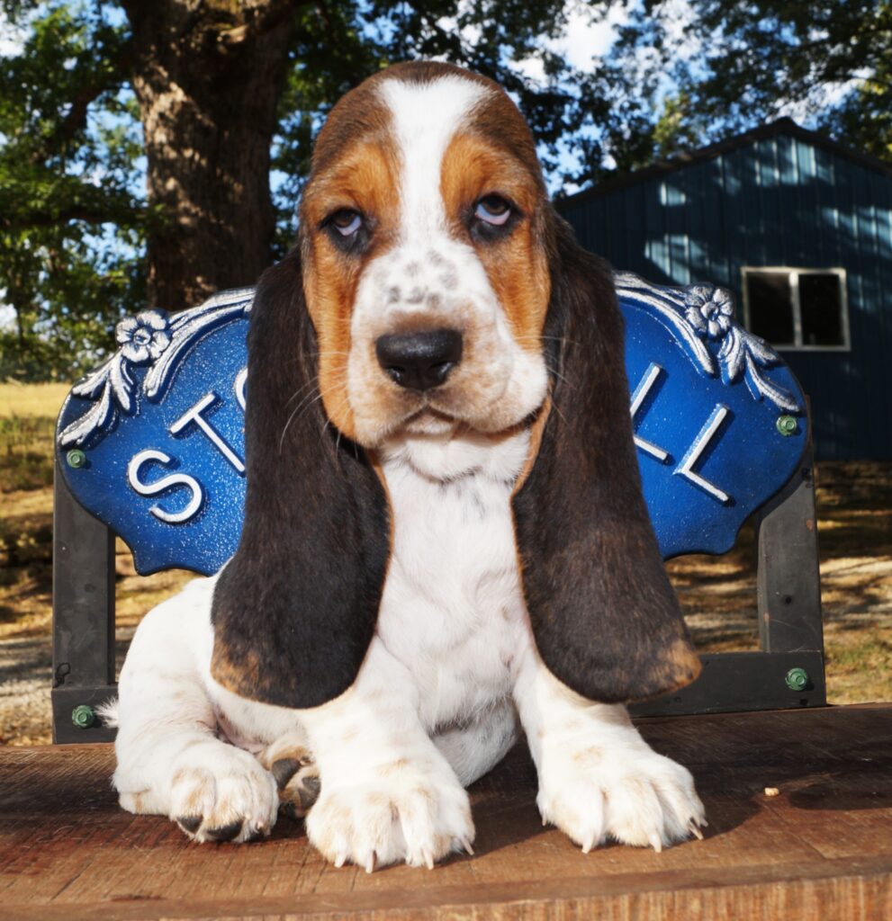 Basset Puppies 26