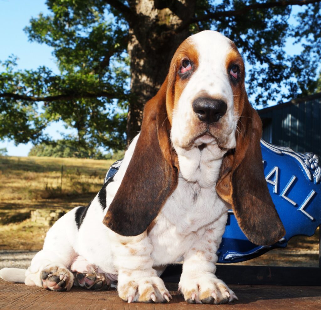 Basset Puppies 6