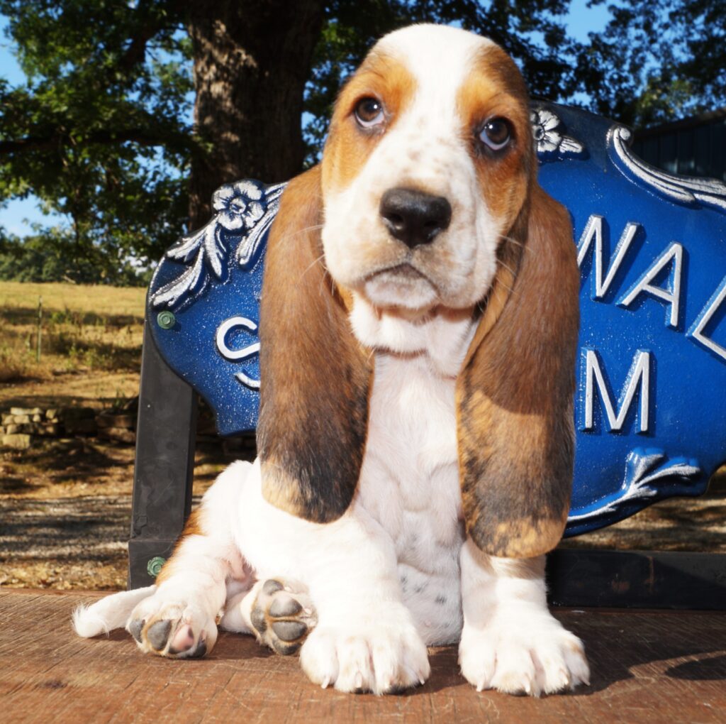 Basset Puppies 17