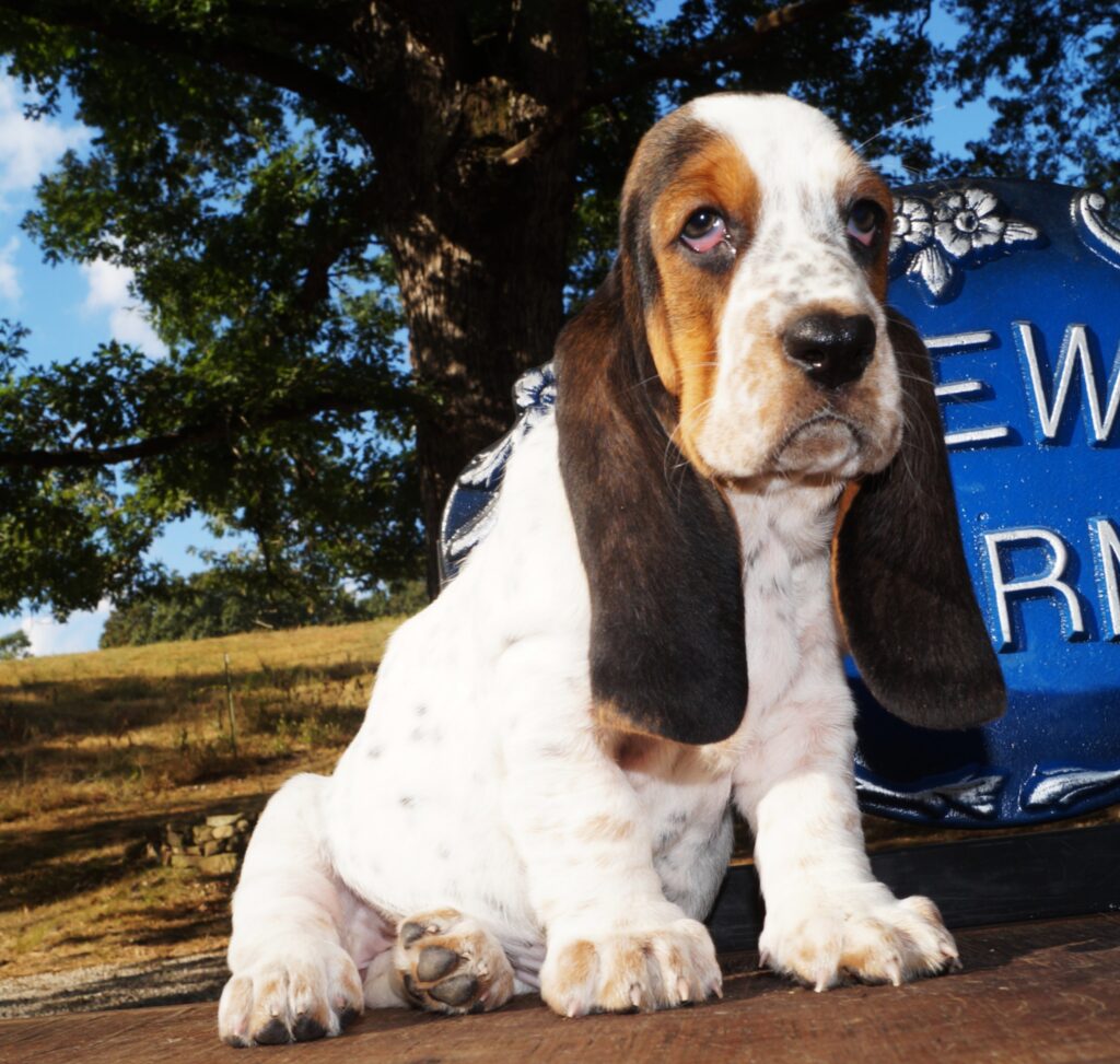 Basset Puppies 15
