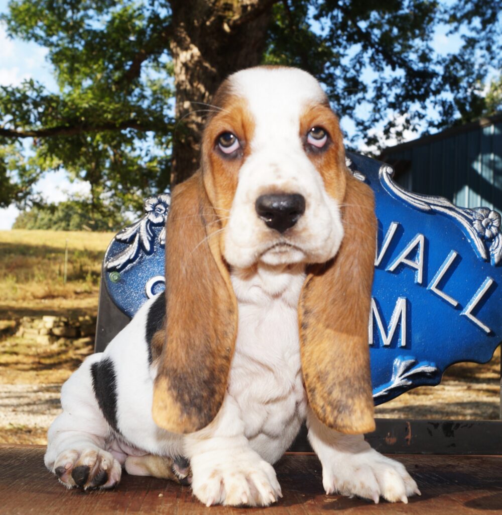 Basset Puppies 32