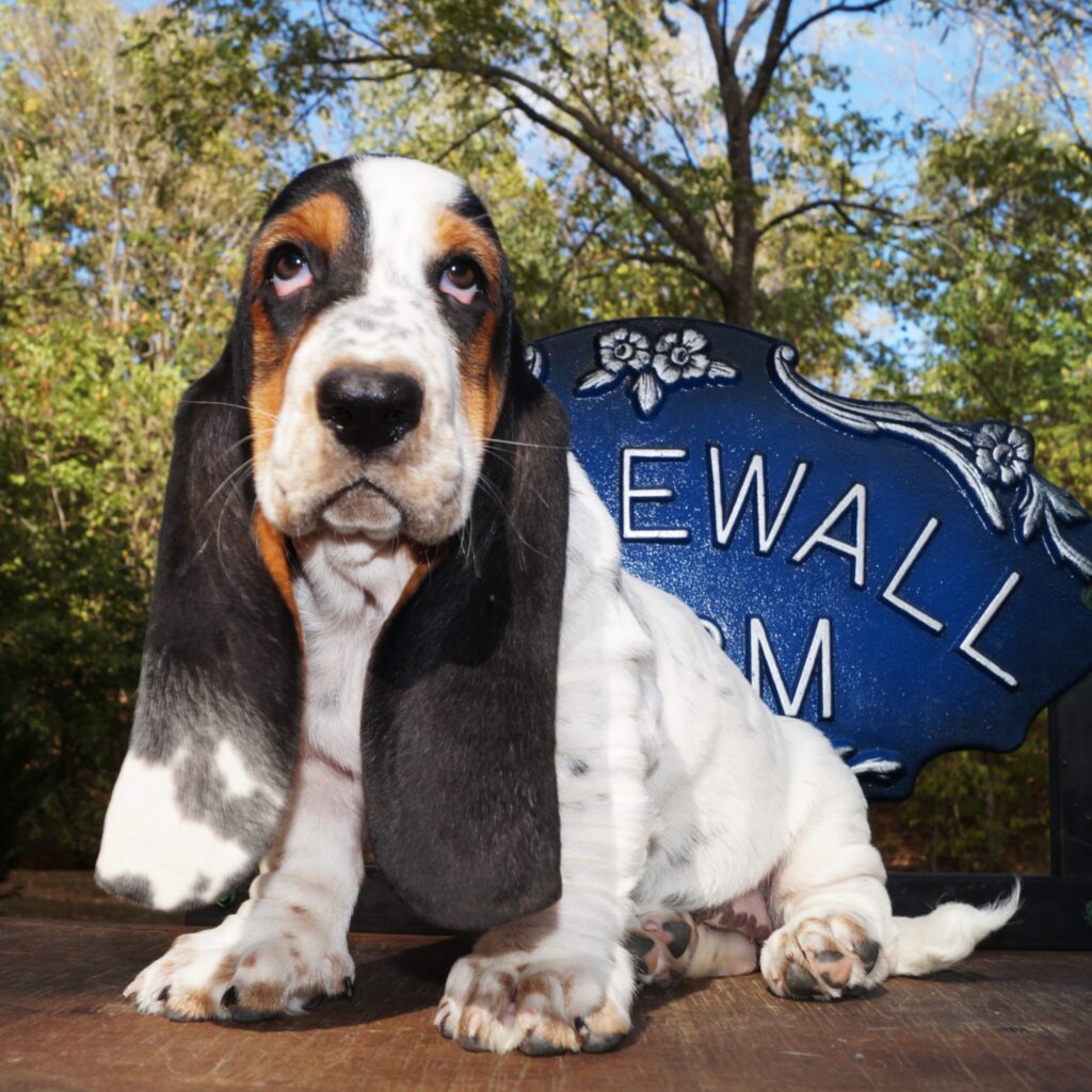 Basset Puppies 9