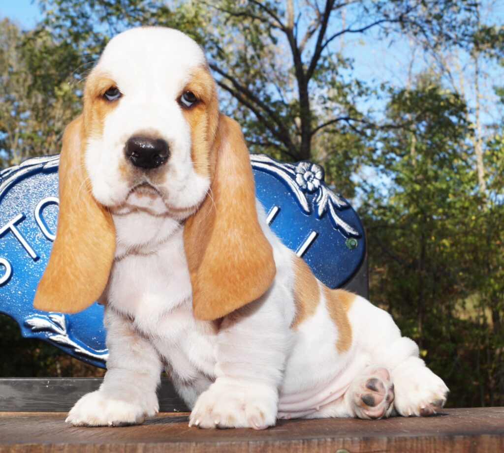 Basset Puppies 3