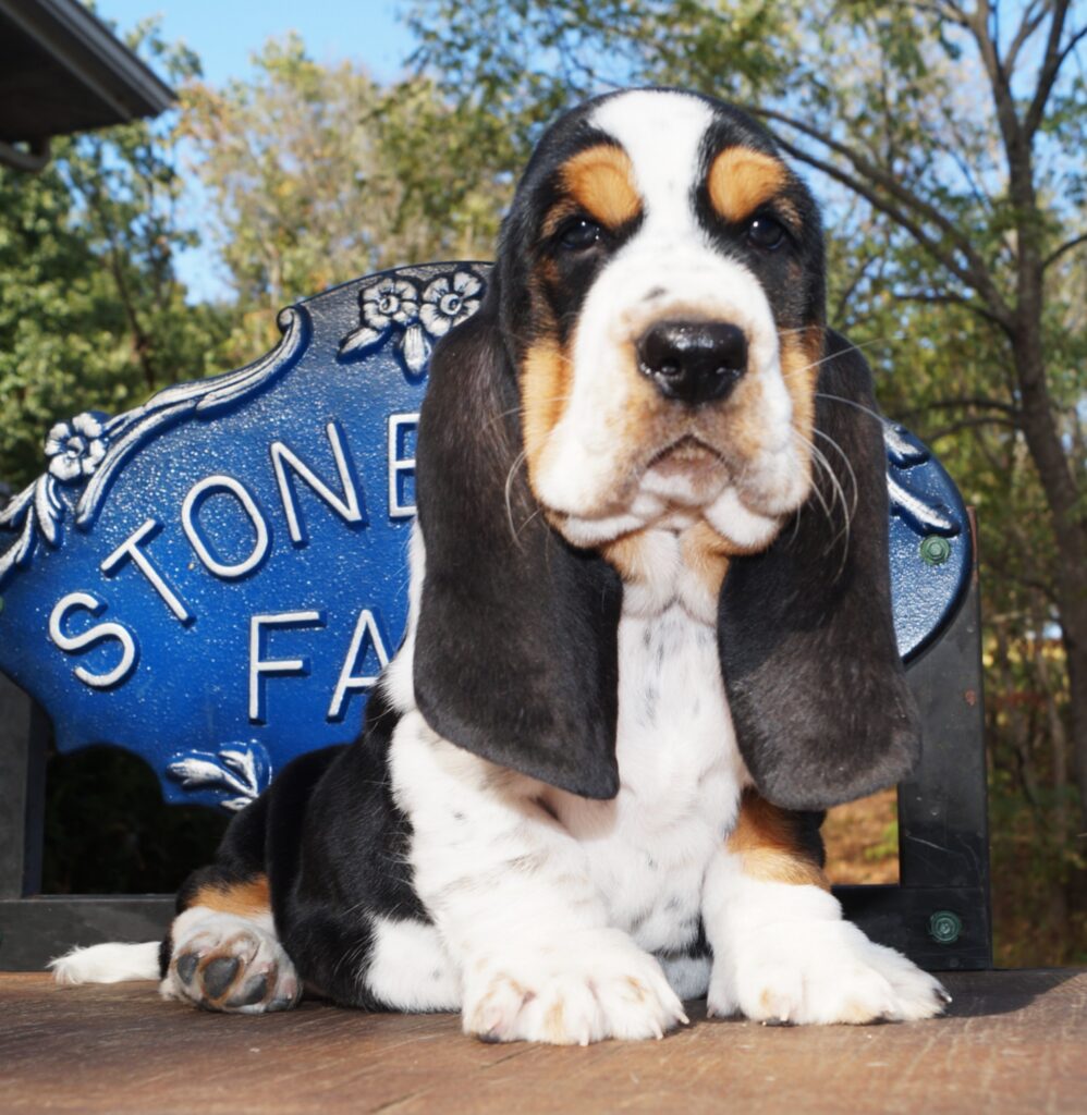 Basset Puppies 2