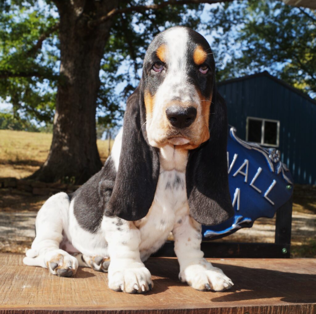 Basset Puppies 31